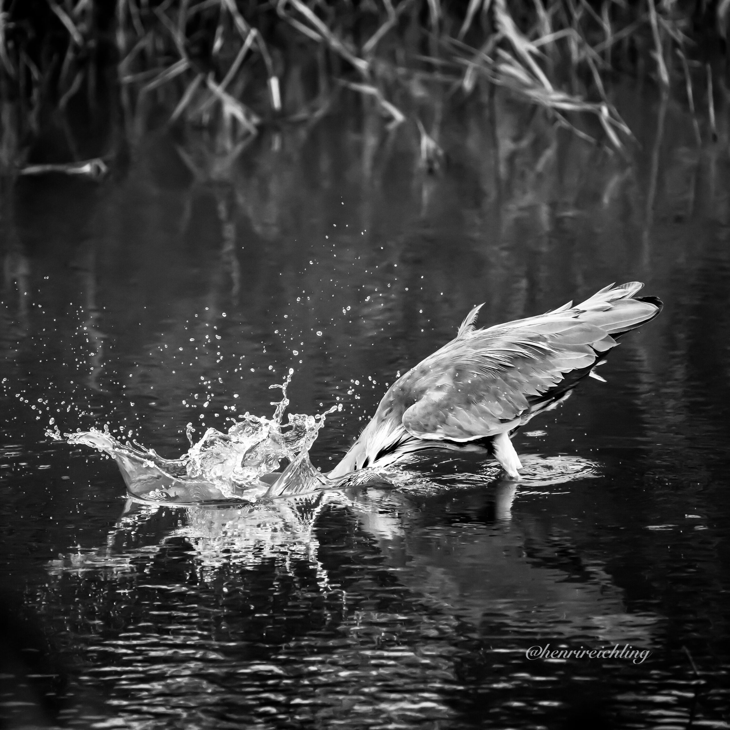 Bird head in water